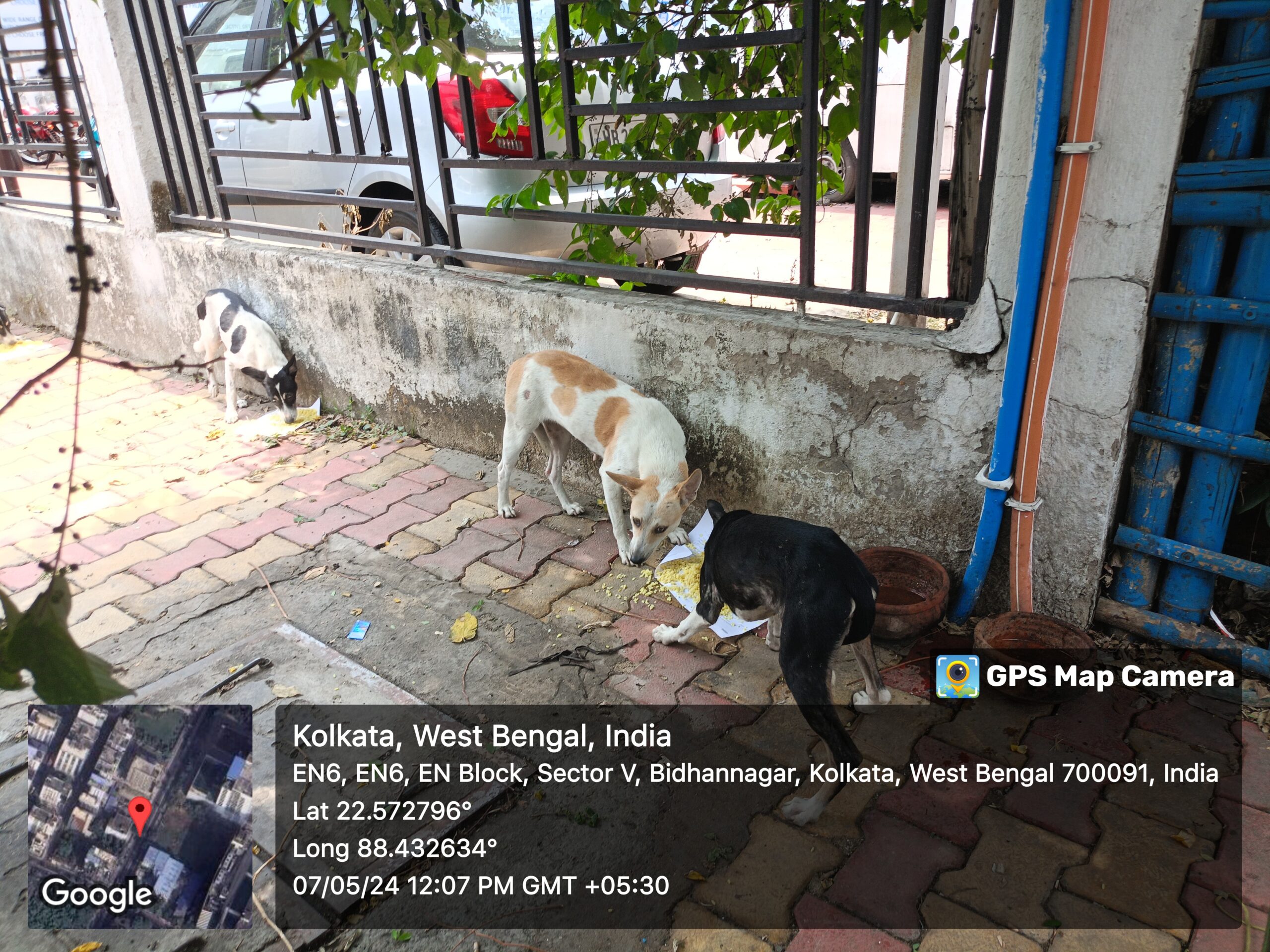 Distribution of foods and water to the stray dogs near college more sector V